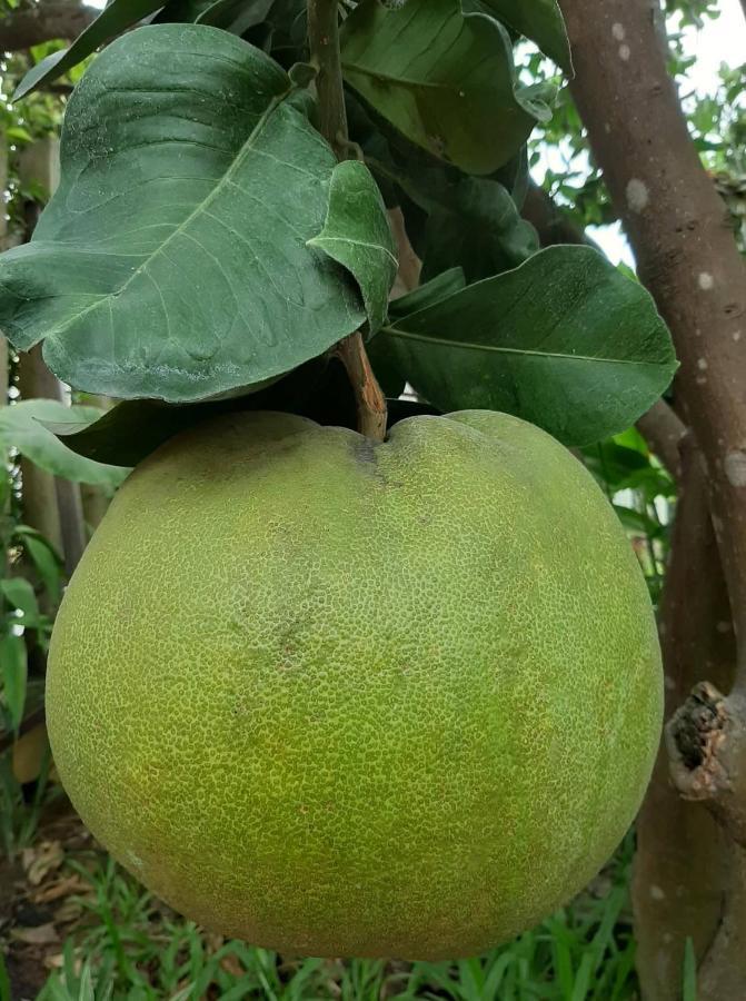 Green Grapefruit Villa ฮอยอัน ภายนอก รูปภาพ